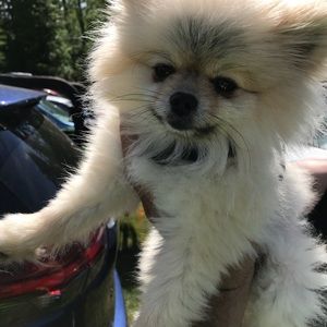 Meet your Posher, Thomas